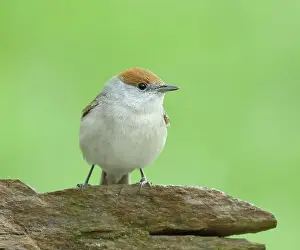 Prints of animals, auf, aves, bird photography, birds, blackcaps, deserted, eurasian blackcap, europe's, fauna, federal state of north rhine-westphalia, female, female animals, frg, german Friedhelm Adam Nature Photography Prints: Blackcap (Sylvia atricapilla), female sitting on stone