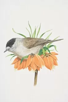 Blackcap (Sylvia atricapilla), illustration of greyish warbler, the male has a black cap, perched on orange flower
