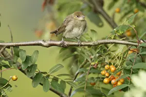 Fledgling Prints: Blackcap -Sylvia atricapilla-, young bird perched on tree branch, waiting to be fed