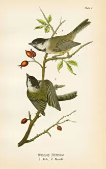 Images Dated 19th May 2017: Blackcap titmouse bird lithograph 1890