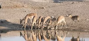 Blacked-faced Impala or Black-faced Impala -Aepyceros melampus petersi-, herd drinking at the Chudop waterhole