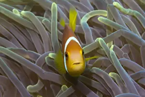 Tropics Prints: Blackfinned Anemonefish or Maldives Anemonefish -Amphiprion nigripes