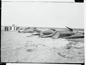Blackfish Carcasses Lined Along the Shore