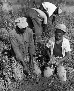 Laboring Prints: Blacks Harvest Peanuts From Ground