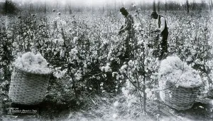Cotton Prints: Blacks Picking Cotton In Field