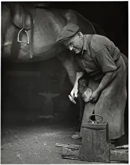Nail Prints: Blacksmith Putting Horse Shoes On Horse