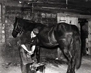 Horseshoe Prints: Blacksmith Shoeing A Horse In A Stable