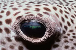 Jeff Rotman Underwater Photography Gallery: Blackspotted Pufferfish Eye