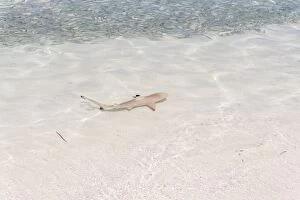 Blacktip Reef Shark -Carcharhinus melanopterus- in shallow water, Kurendhoo Island, Lhaviyani Atoll, Maldives