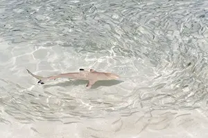 Blacktip Reef Shark -Carcharhinus melanopterus- chasing a school of fish in shallow water, Kurendhoo Island, Lhaviyani Atoll, Maldives