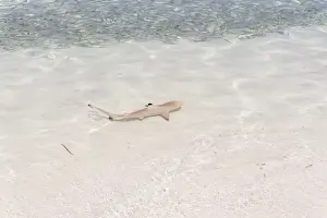 Shallow Water Prints: Blacktip Reef Shark -Carcharhinus melanopterus- in shallow water