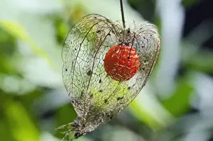 Cover Prints: Bladder cherry, Chinese lantern -Physalis alkekengi franchetii Orange