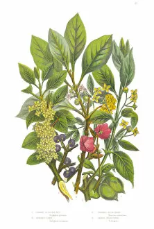Images Dated 23rd June 2015: Bladder Nut, Spindle and Buckthorn Tree Victorian Botanical Illustration