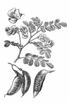 Images Dated 11th April 2016: Bladder-senna (Colutea arborescens)
