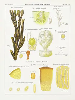 Bladder wrack and tangle (Fucus vesiculosus) Chromolithography 1883