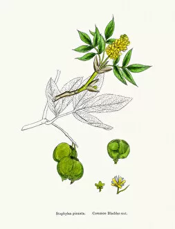 English Botany, or Coloured figures of British Plants Collection: Bladdernut tree branch