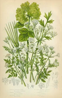 Spice Gallery: Bladderseed, Horse Parsley, Parsley, Shepherds Needle, Victorian Botanical Illustration