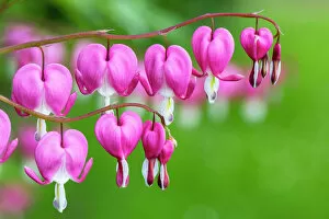 Images Dated 12th May 2013: Bleeding Heart -Lamprocapnos spectabili-, Germany