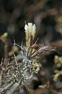 Images Dated 18th November 2010: Blepharis -Blepharis-, Goegap Nature Reserve, Namaqualand, South Africa, Africa