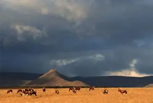 Blesbok (Damiliscus dorcas phillipsi) Herd on Open Karoo Landscape