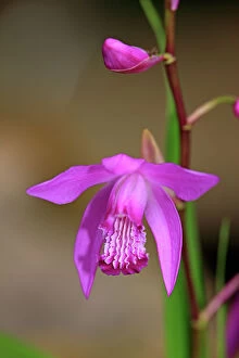 Bletilla, Hardy Orchid or Chinese Ground Orchid -Bletilla striata-, flower, Germany