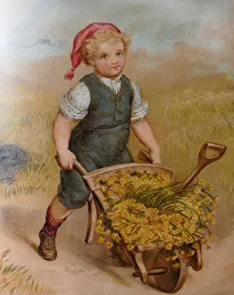Images Dated 15th July 2017: Blond boy pushing a wheelbarrow full with golden flowers