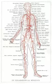 Images Dated 3rd May 2017: Blood system anatomy engraving 1857