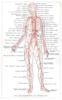Images Dated 3rd May 2017: Blood system anatomy engraving 1857