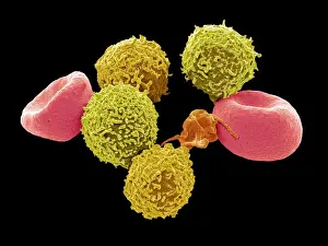 Cell Prints: Blood cells, SEM