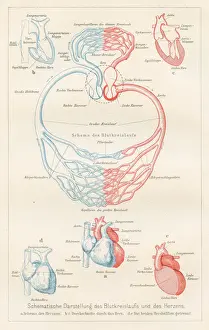 Arteries Prints: Blood circulation anatomy engraving 1857