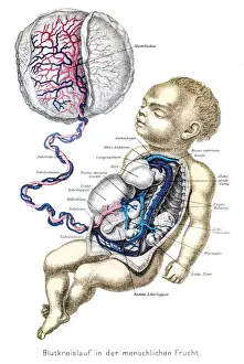 Blood circulation anatomy engraving 1857
