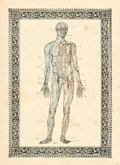 Science Gallery: Blood circulation human anatomy drawing 1896