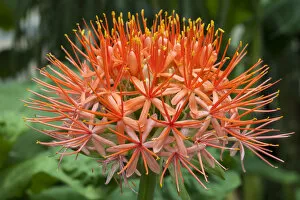 Images Dated 30th July 2014: Blood Lily -Scadoxus multiflorus-, native to South Africa