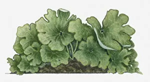 Images Dated 5th April 2018: blood root, botany, cut out, day, flora, green, herb, large, leaf, multi-lobed, no people