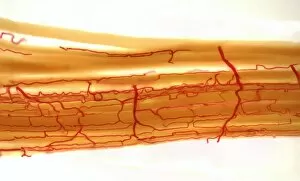 Images Dated 4th October 2016: Blood supply to muscles, LM