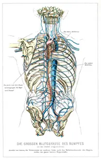 Blood vessels anatomy engraving 1857
