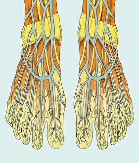 Blood Flow Prints: Blood Vessels in Foot