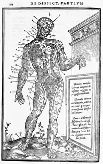 Manuscript Prints: Blood Vessels of Human Body
