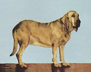 Blue Background Gallery: Bloodhound