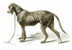 Images Dated 25th April 2017: Bloodhound dog engraving 1851