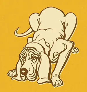 Bloodhound Dog Sniffing