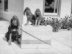 Images Dated 11th November 2014: Bloodhound Pups