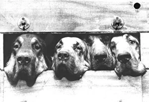 Human Interest Gallery: Bloodhounds