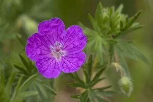 Images Dated 15th May 2011: Bloody cranesbill, bloody geranium -Geranium sanguineum-, Bleiberge, eastern Thuringia, Germany