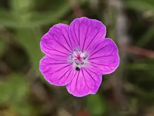 Clare Prints: Bloody cranesbill (Geranium sanguineum), Burren, County Clare, Ireland, Europe