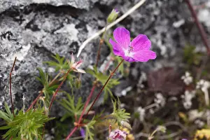Clare Prints: Bloody cranesbill (Geranium sanguineum), Burren, County Clare, Ireland, Europe