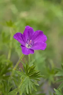 Variety Prints: Bloody Cranesbill (Geranium sanguineum)