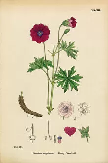 Images Dated 11th March 2017: Bloody Cranesbill, Geranium Sanguineum, Victorian Botanical Illustration, 1863