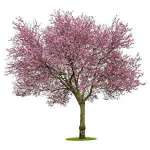 Full bloom pink cherry blossoms or sakura flower tree isolated on white background. High resolution