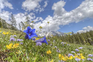 Images Dated 16th June 2013: Blooming alpine meadow with Alpine Gentian -Gentiana alpina- at the front, Dachstein Mountains